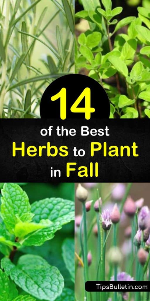 Use both perennial herbs and annual herbs to plant your ideal herb garden. Grow fennel, lemon balm, marjoram, and coriander in your kitchen or nearby so you always have fresh herbs at hand. #growingherbs #bestherbs #easytogrowherbs