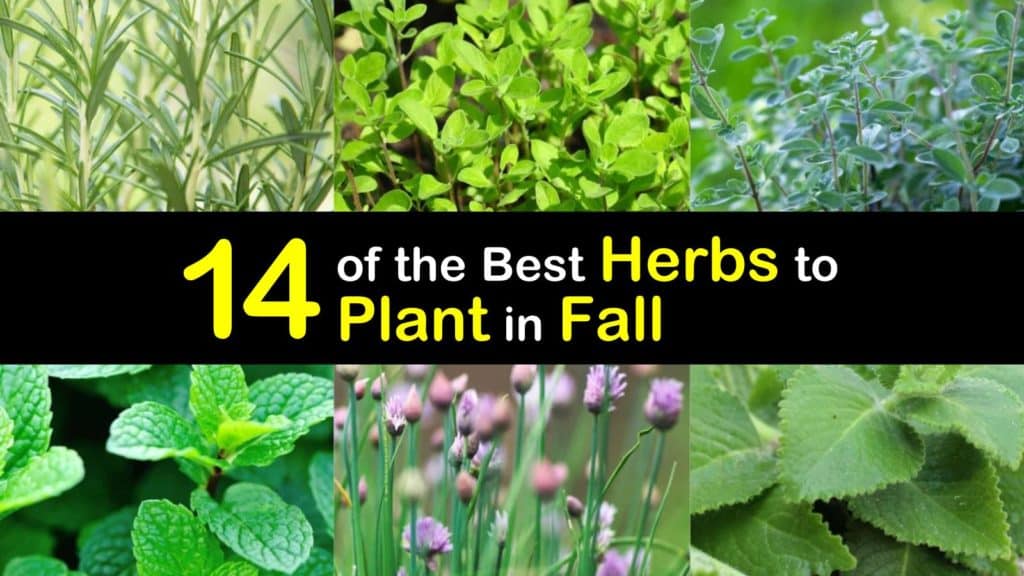 Herbs to Plant in Fall titleimg1