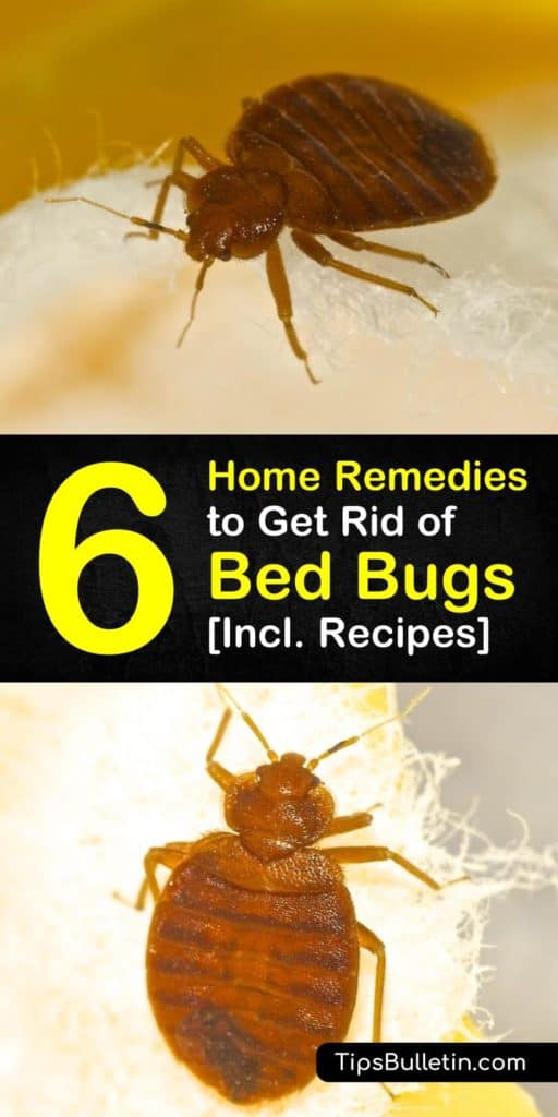 How To Get Rid Of Bed Bugs