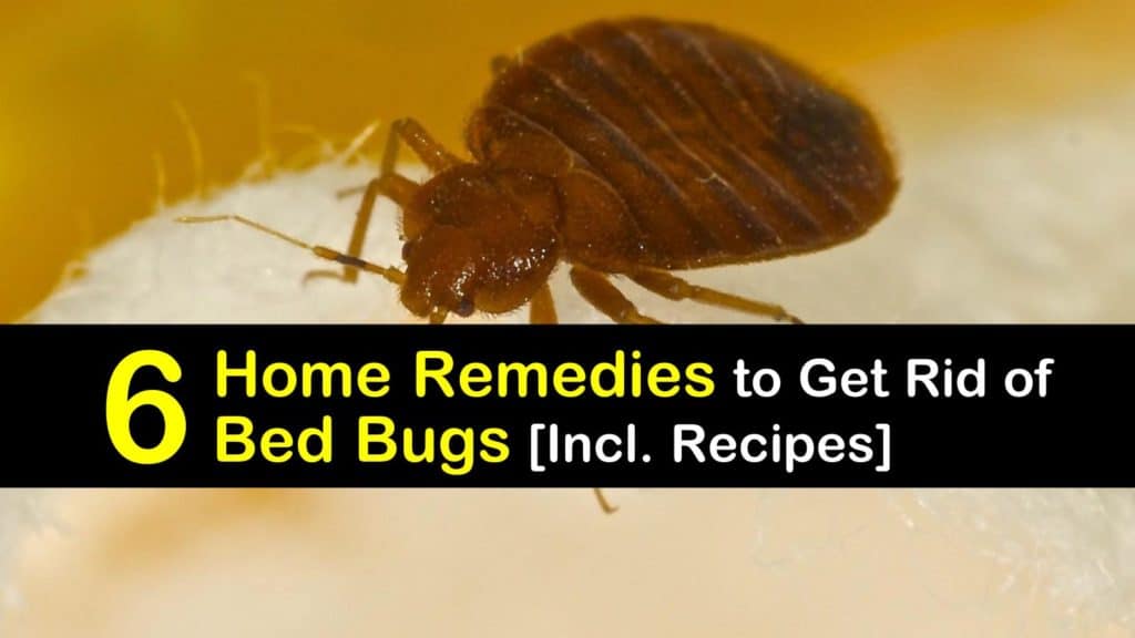 6 Home Remedies To Get Rid Of Bed Bugs, Can Bed Bugs Get In Blankets