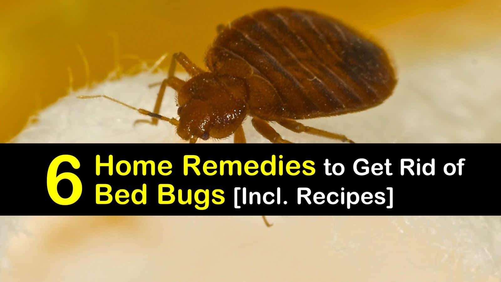 6 Home Remedies to Get Rid of Bed Bugs [Incl. Recipes] - How To Get Rid Of Bed Bugs In Apartment