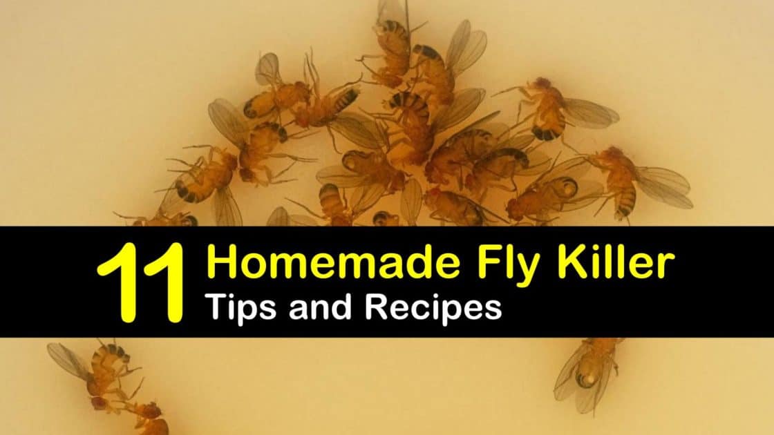 Homemade Fly Killer Recipes 11 Natural Tips for Killing Flies