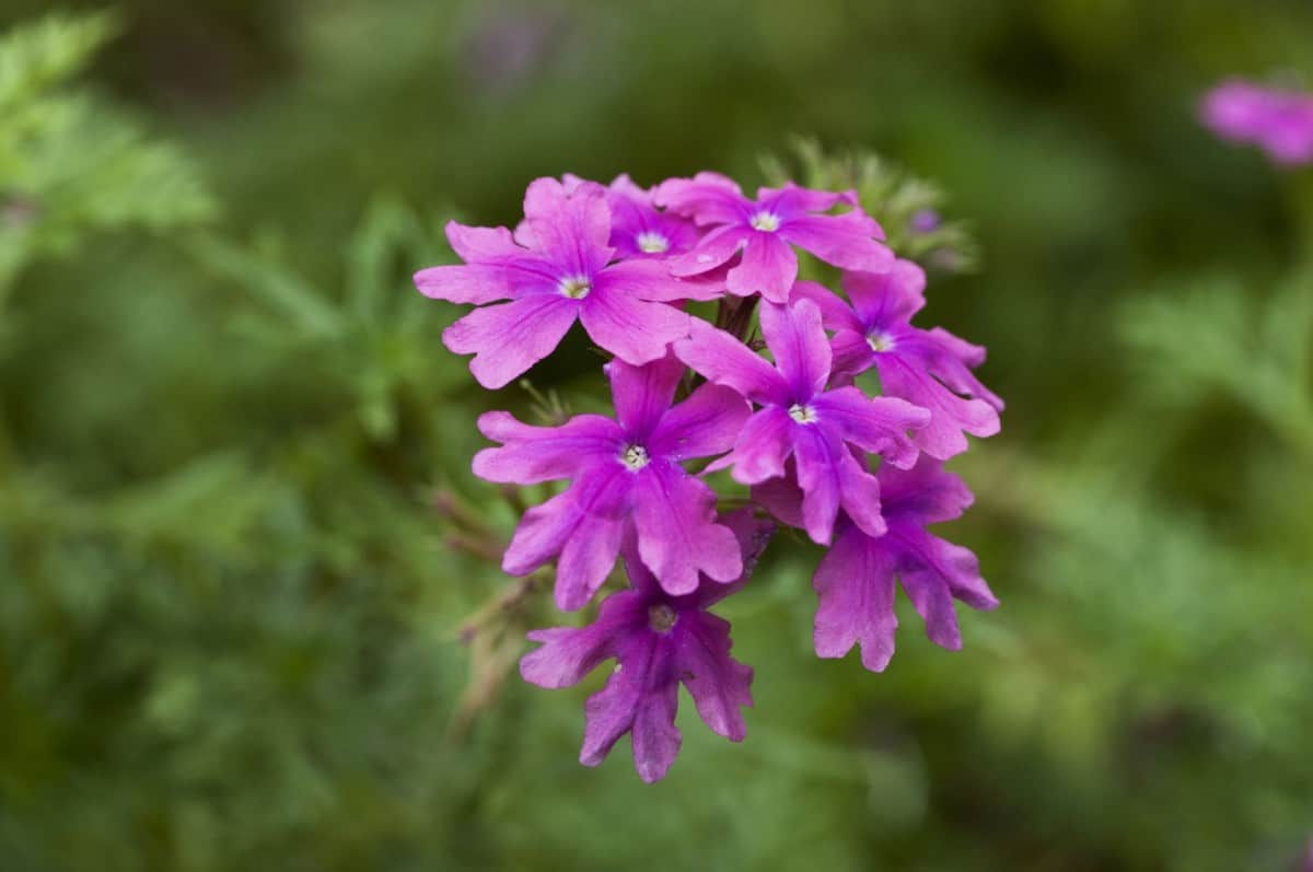 Homestead purple verbena likes cool conditions.