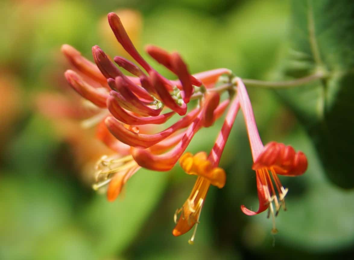 Plant honeysuckle and you'll have pollinators flocking to it all summer.