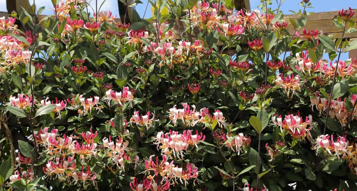 Honeysuckle has attractive and fragrant flowers.