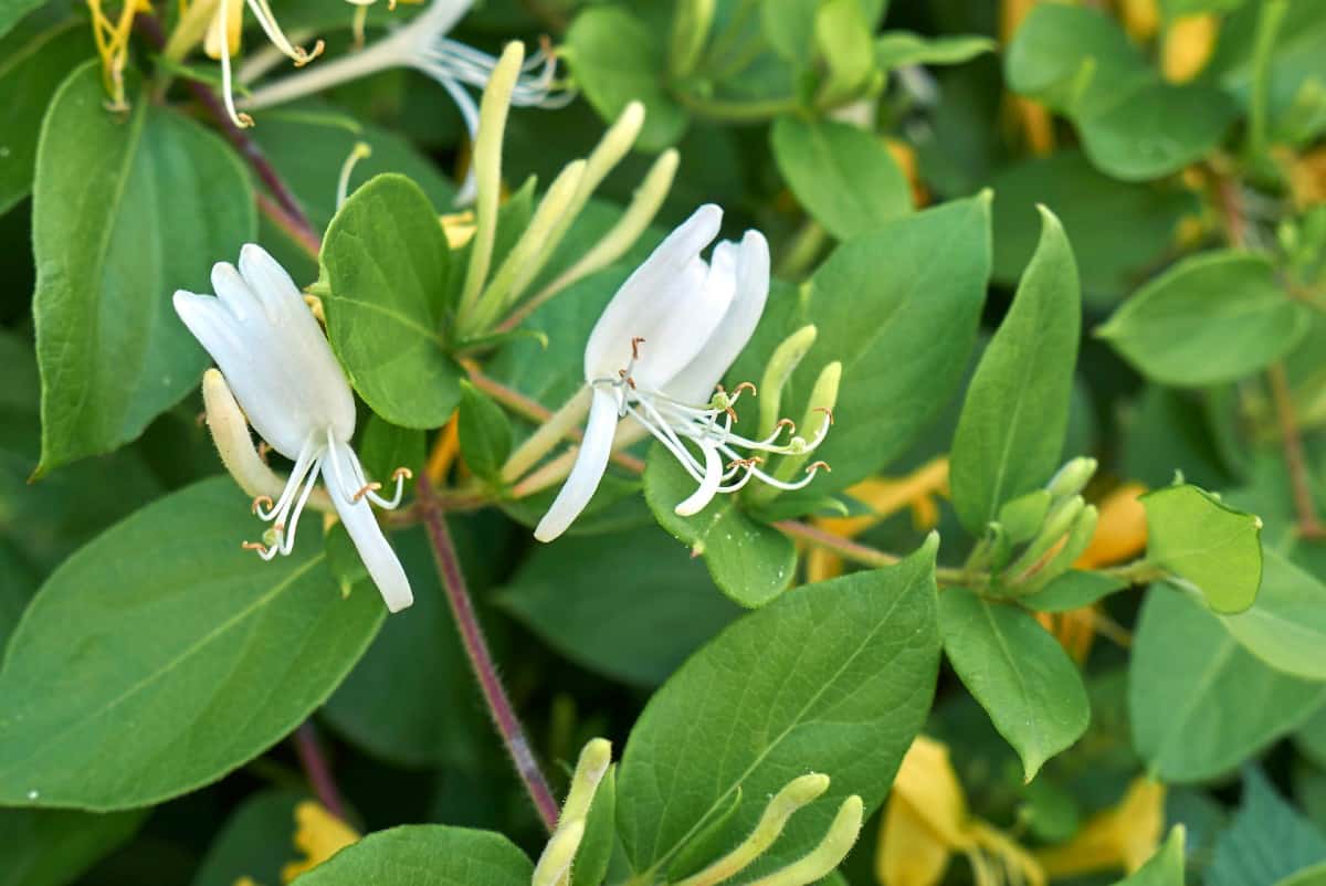 Honeysuckle is ideal for erosion control.