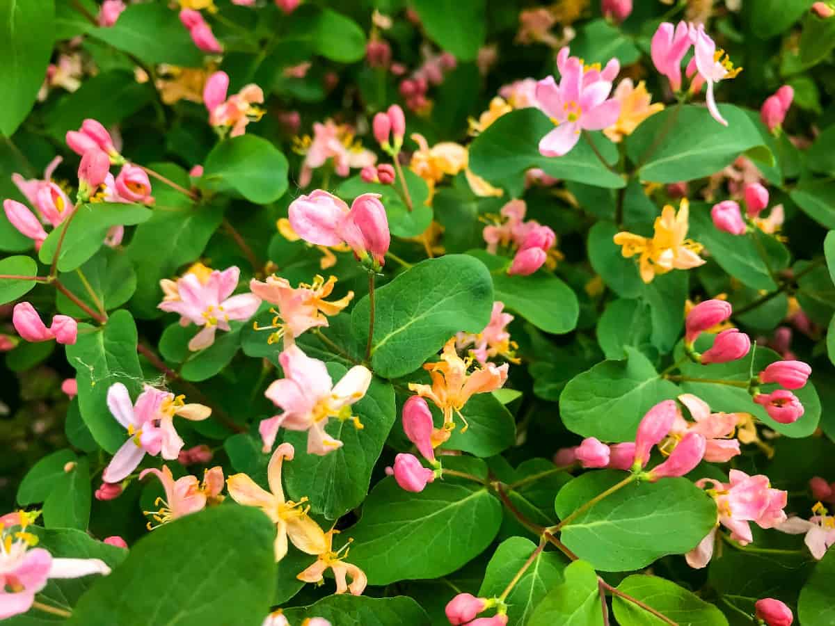 Honeysuckle is a perennial that attracts all kinds of pollinators.