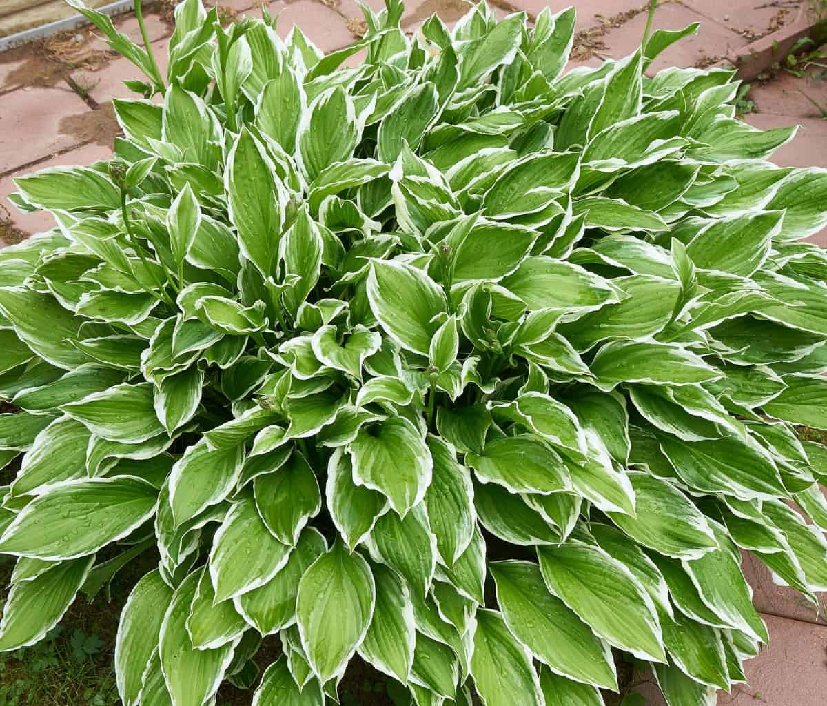 Hostas are easy to grow in the shade.