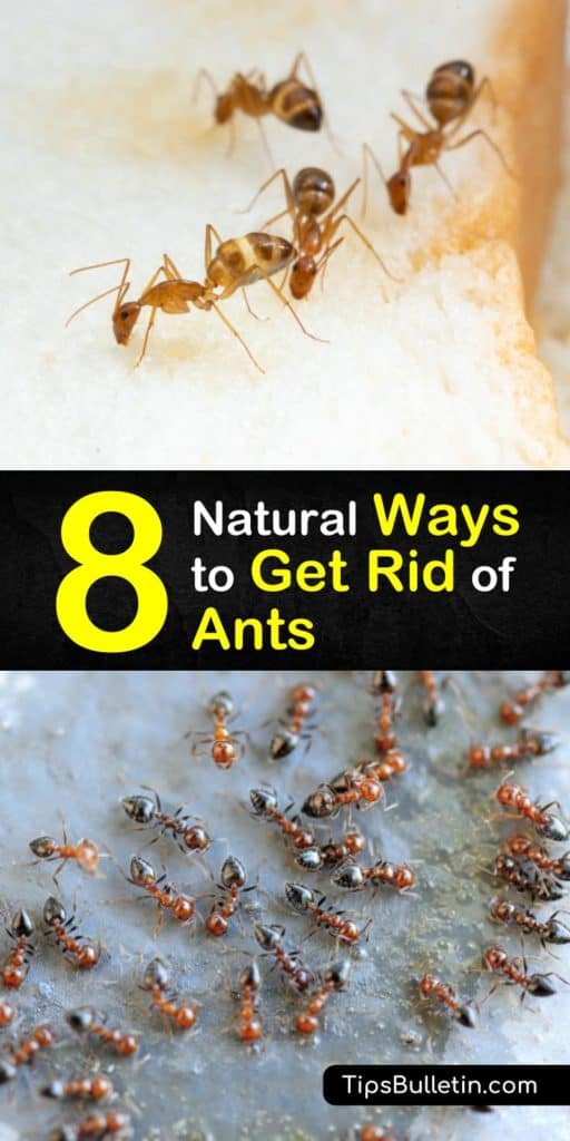 Learn how to get rid of ants with detailed natural pest control recipes using home remedies. Perfect for eliminating ants in the yard, garden, and inside the house. #ants
#diyantcontrol #getridofants