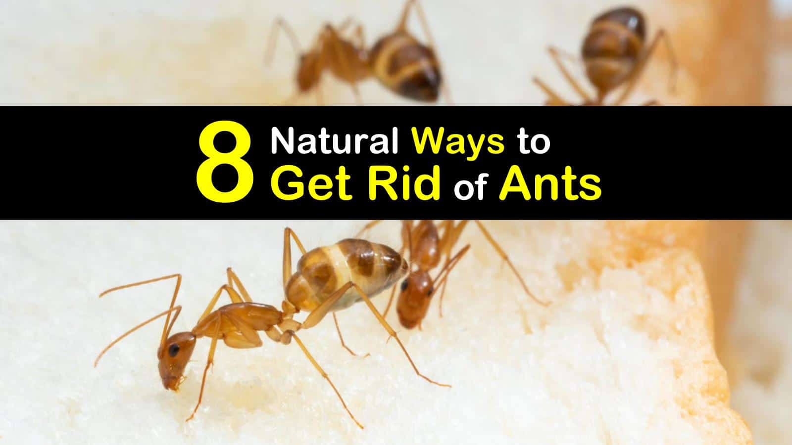 8 Natural Ways to Get Rid of Ants