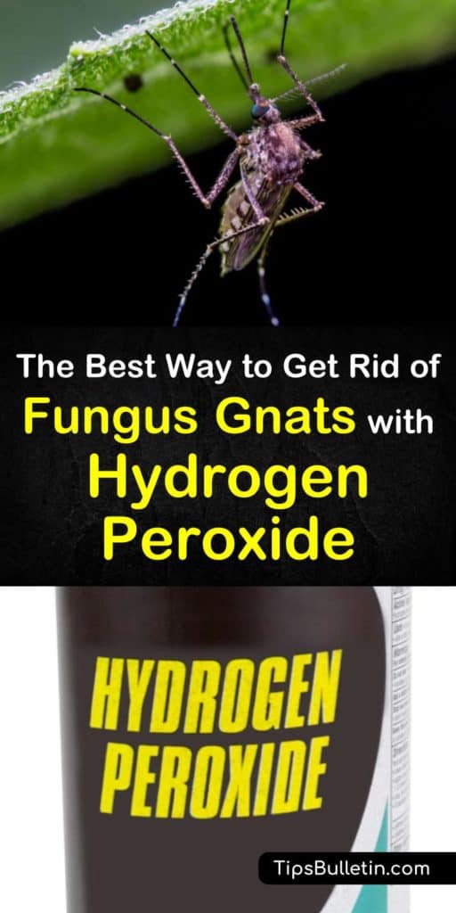 Discover how to use hydrogen peroxide to get rid of fungus gnats before they can destroy your indoor plants. Fungus gnats thrive in the moist soil of your houseplants, but you can use hydrogen peroxide as an effective, natural pest control method. #gnats #hydrogenperoxide #killfungusgnats