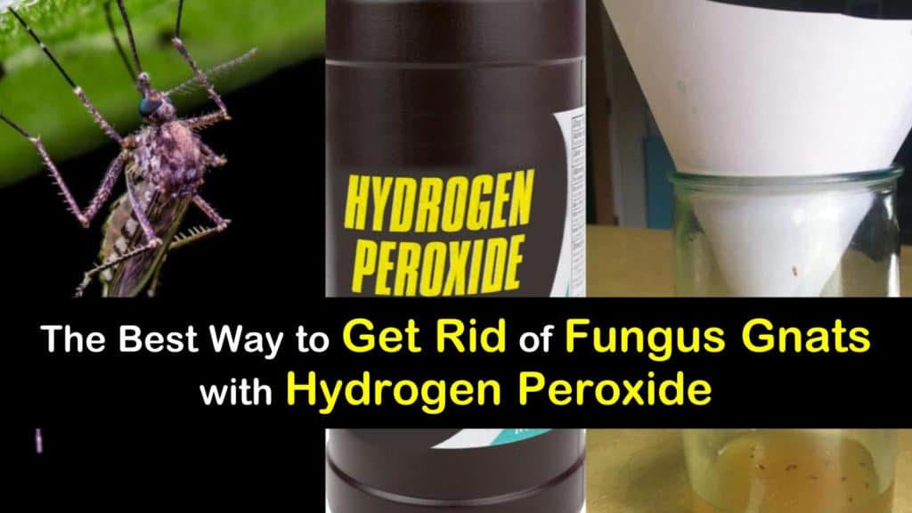 How to Get Rid of Fungus Gnats with Hydrogen Peroxide