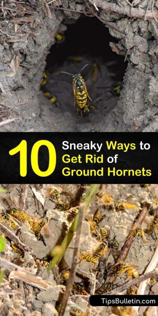 Eliminate a hornet ground nest in rodent burrows or rotting wood without having to call in pest control. Get rid of hornets and digger wasps with a DIY solution of hot water and dish soap, lemon ammonia, or use an insecticidal dust. #killgroundhornets #groundhornets #hornets