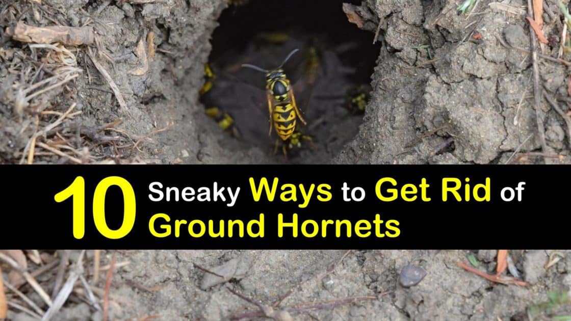 how to get rid of ground hornets t1