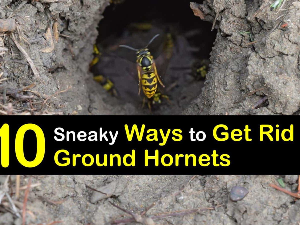 how to get rid of ground hornets t1 1200x900 cropped
