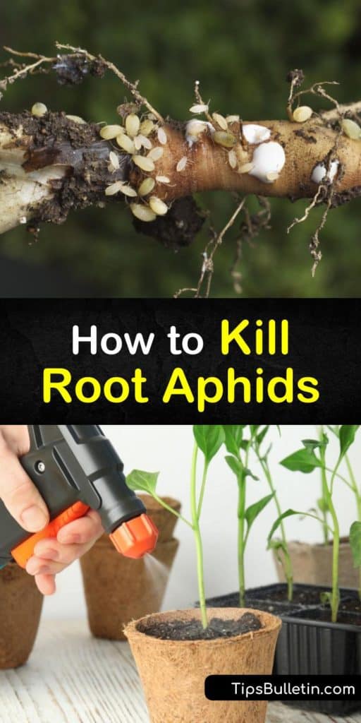 Unlike mealybugs, spider mites, and fungus gnats, root aphids are tiny pests hiding in the soil line, causing nutrient deficiencies in plants. Eliminate and prevent a root aphid infestation with Neem oil and hydrogen peroxide. #rootaphids #root #aphids #rootaphidkiller