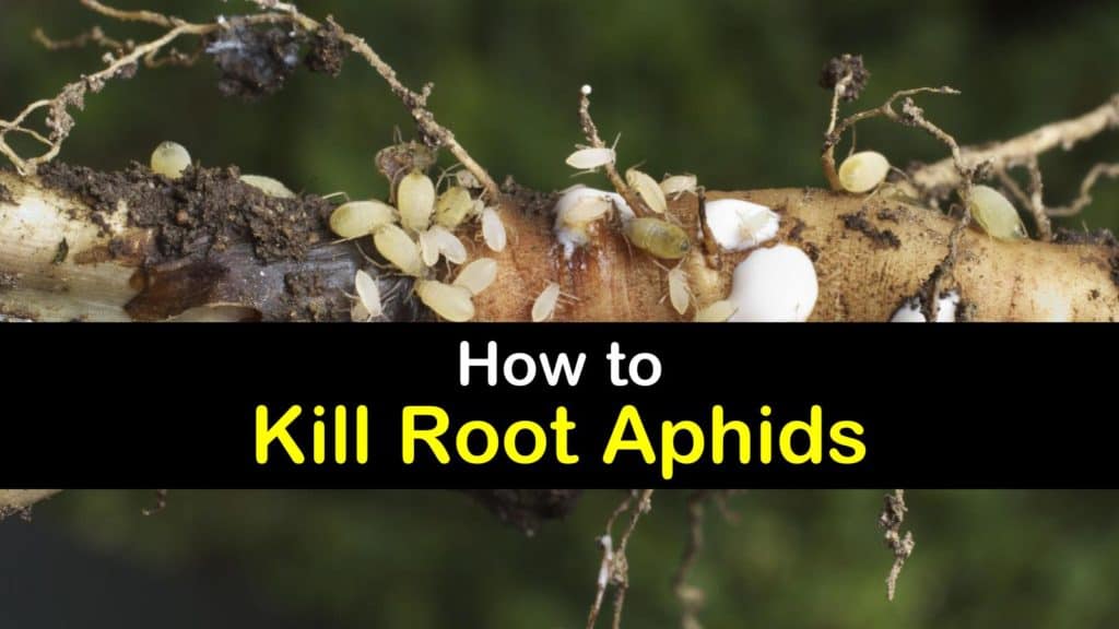 How to Get Rid of Root Aphids titleimg1