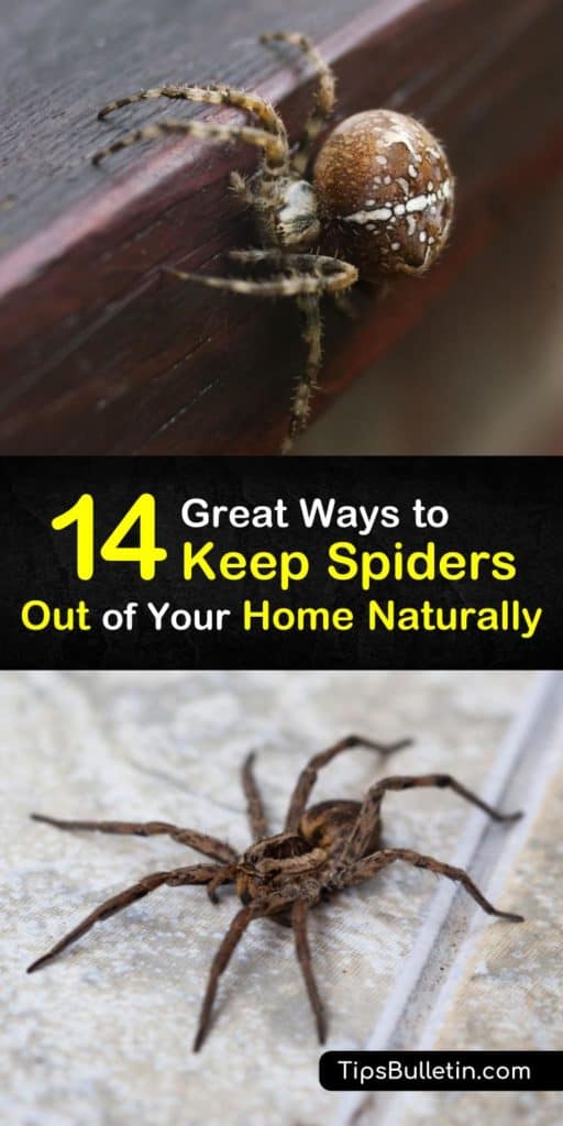 14 Great ways to keep spiders out of your home naturally - with recipes for homemade peppermint and vinegar repellant sprays. Quick and natural DIY ways to get rid of spiders at home, garage, basement, porch or yard. #spiders #repel #spider #repellent