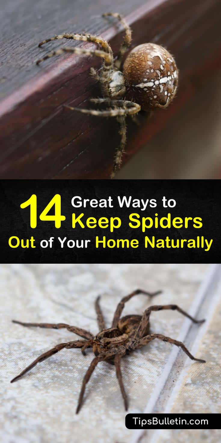 14 Great Ways to Keep Spiders Out of Your Home Naturally