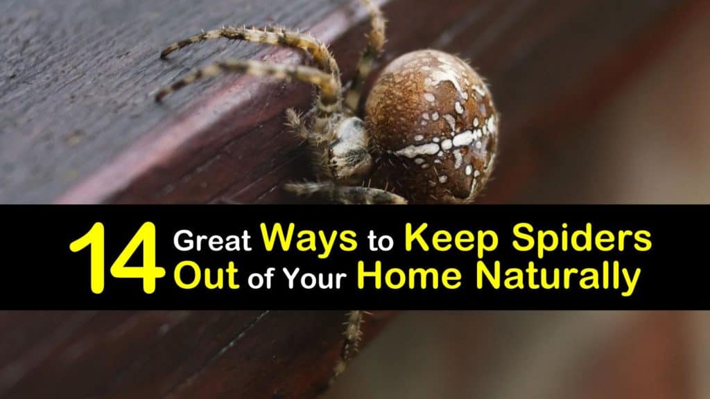 how to keep spiders away titleimg1