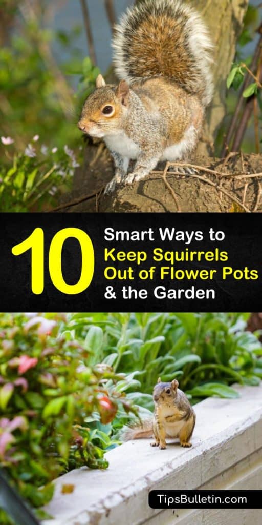 Hands-on tips for how to keep squirrels out of flower pots. Don't let pesky squirrels ruin your garden, learn how to keep squirrels from getting in bird feeders, digging in your flower beds, and destroying your plants. #keepsquirrelsout #squirrelfreegarden