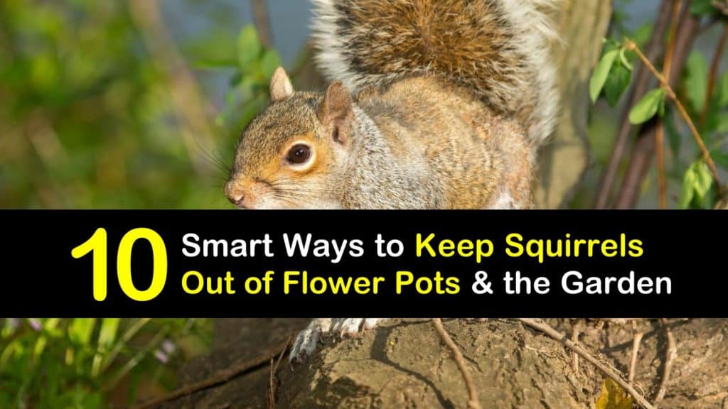 how to keep squirrels out of flower pots titleimg1