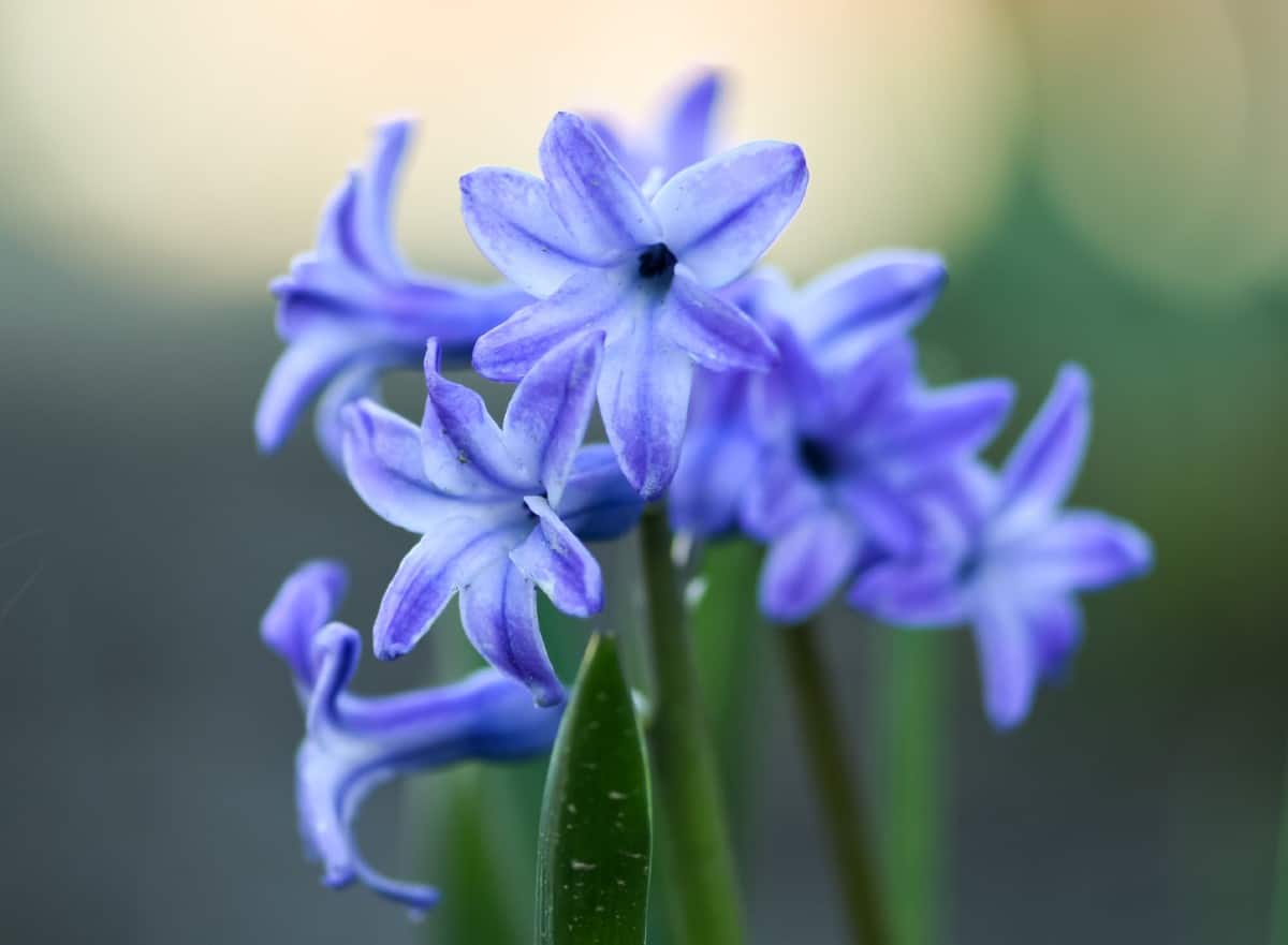 Hyacinths come in a variety of colors.
