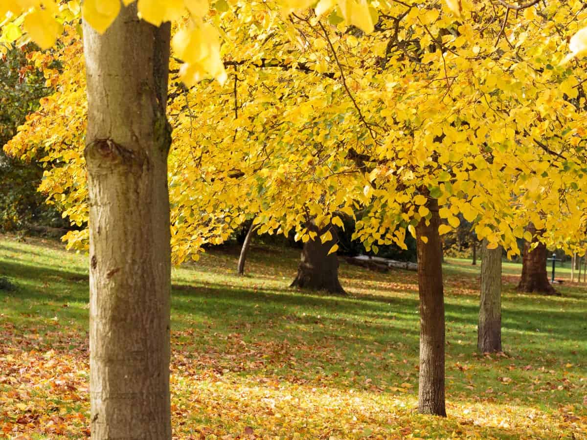 The hybrid poplar has greenish-silver leaves.