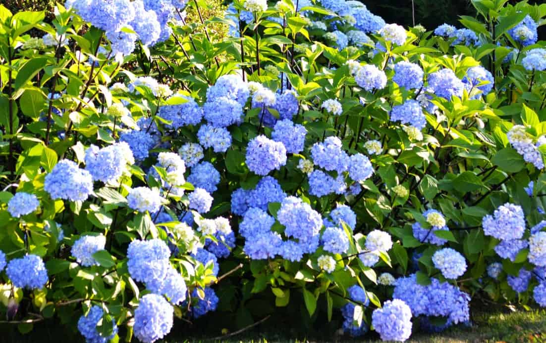 There are many varieties of the hydrangea shrub.