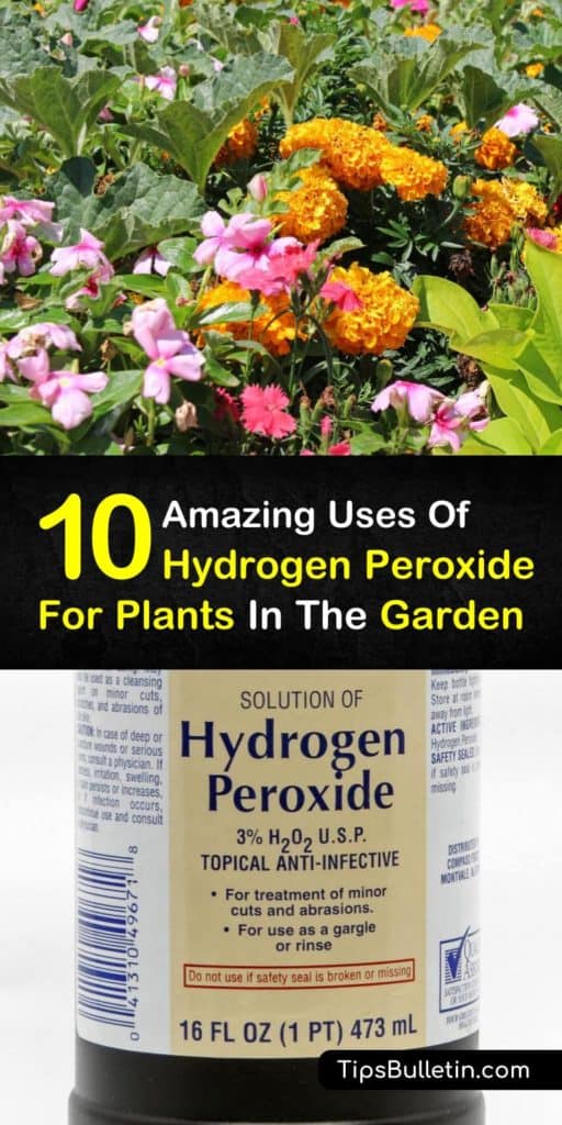 Find out how to best use hydrogen peroxide for plants and in your garden. Includes recipes to fight fungal infections, sanitize seeds, accelerate seed germination, fertilize your plants and using peroxide to keep pests away. #hydrogen #peroxide #plants #garden #pestcontrol