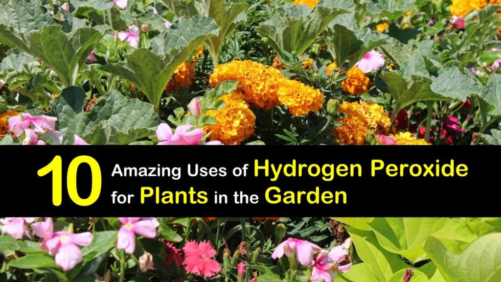 10 Amazing Uses of Hydrogen Peroxide for Plants in the Garden