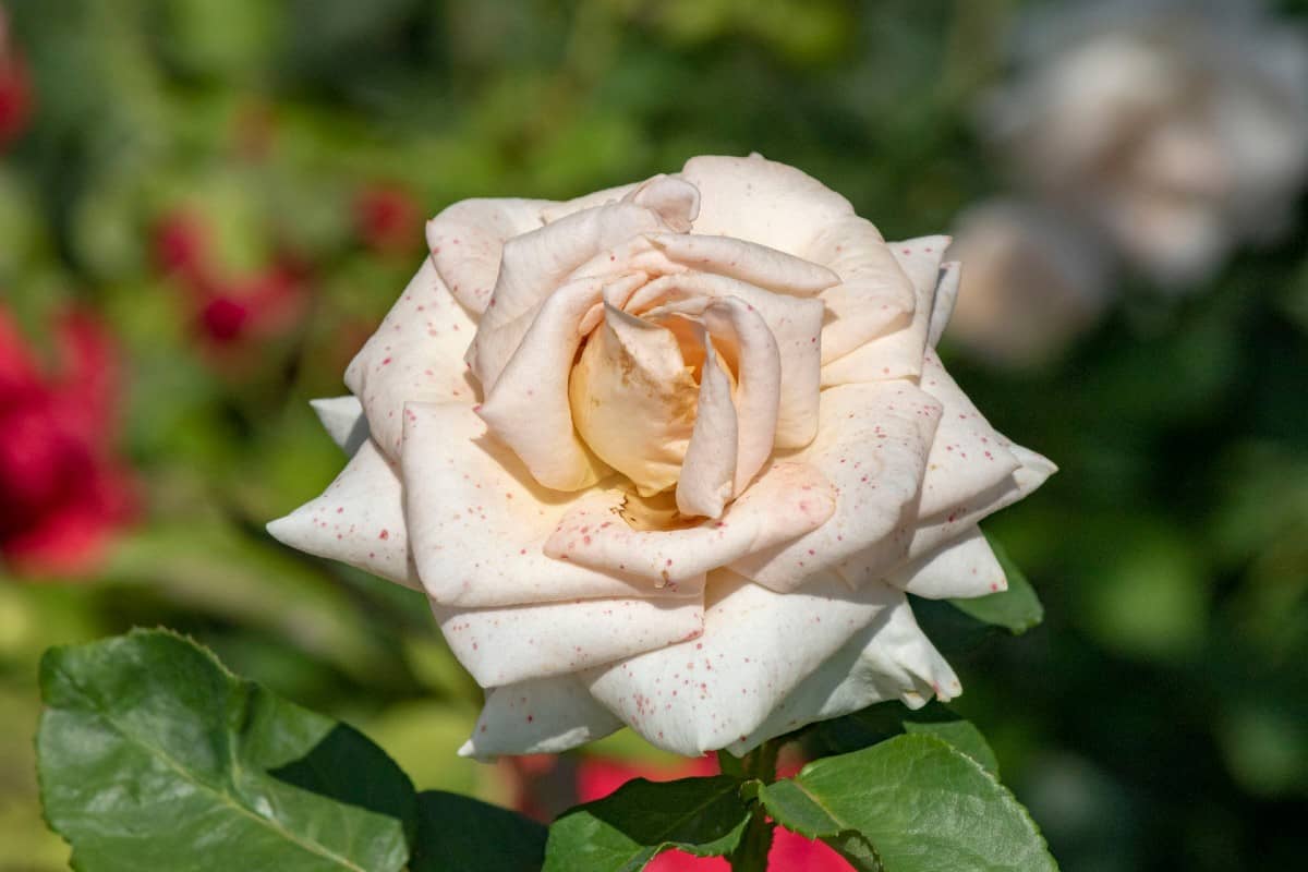 Butterflies love iceberg climbing roses.