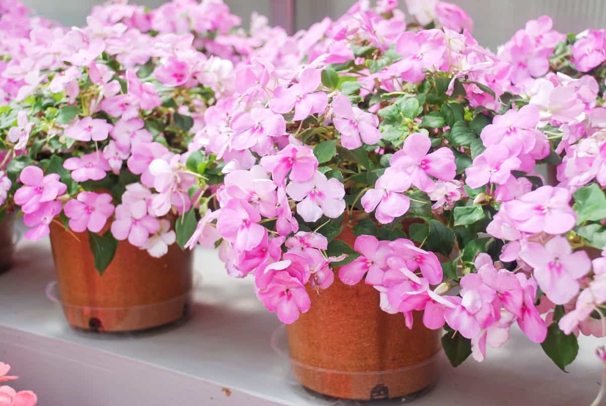 Impatiens are hardy annuals that are perfect for container gardening.