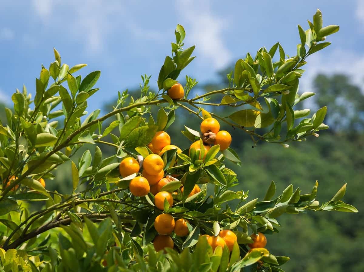 The imperial mandarin orange is an easy tree to grow.