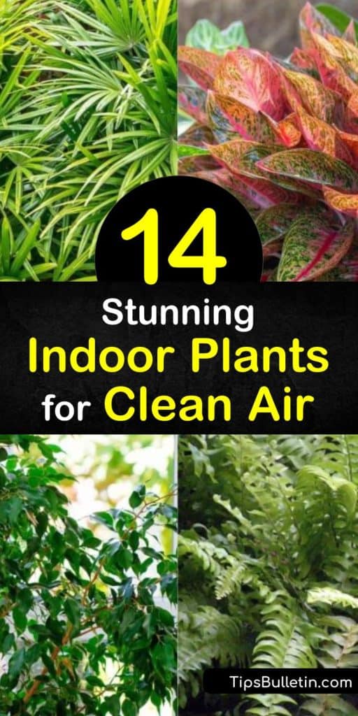 Learn how to clean air in your home and remove harmful toxins such as trichloroethylene and xylene with indoor plants. Improve your indoor air quality with English ivy, spider plants, ficus, and dracaena while adding natural decor. #indoorplants #cleanair #airpurifyingplants #aircleaningplants