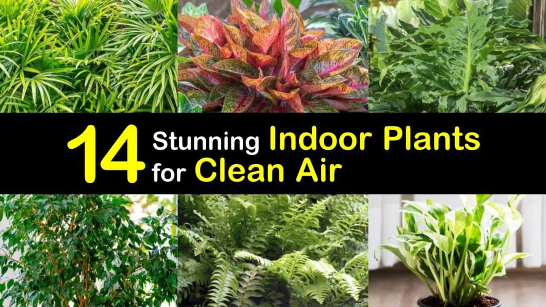 Najlepšie izbové rastliny, ktoré najlepšie čistia vzduch na osvieženie