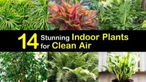 Indoor Plants for Clean Air titleimg1