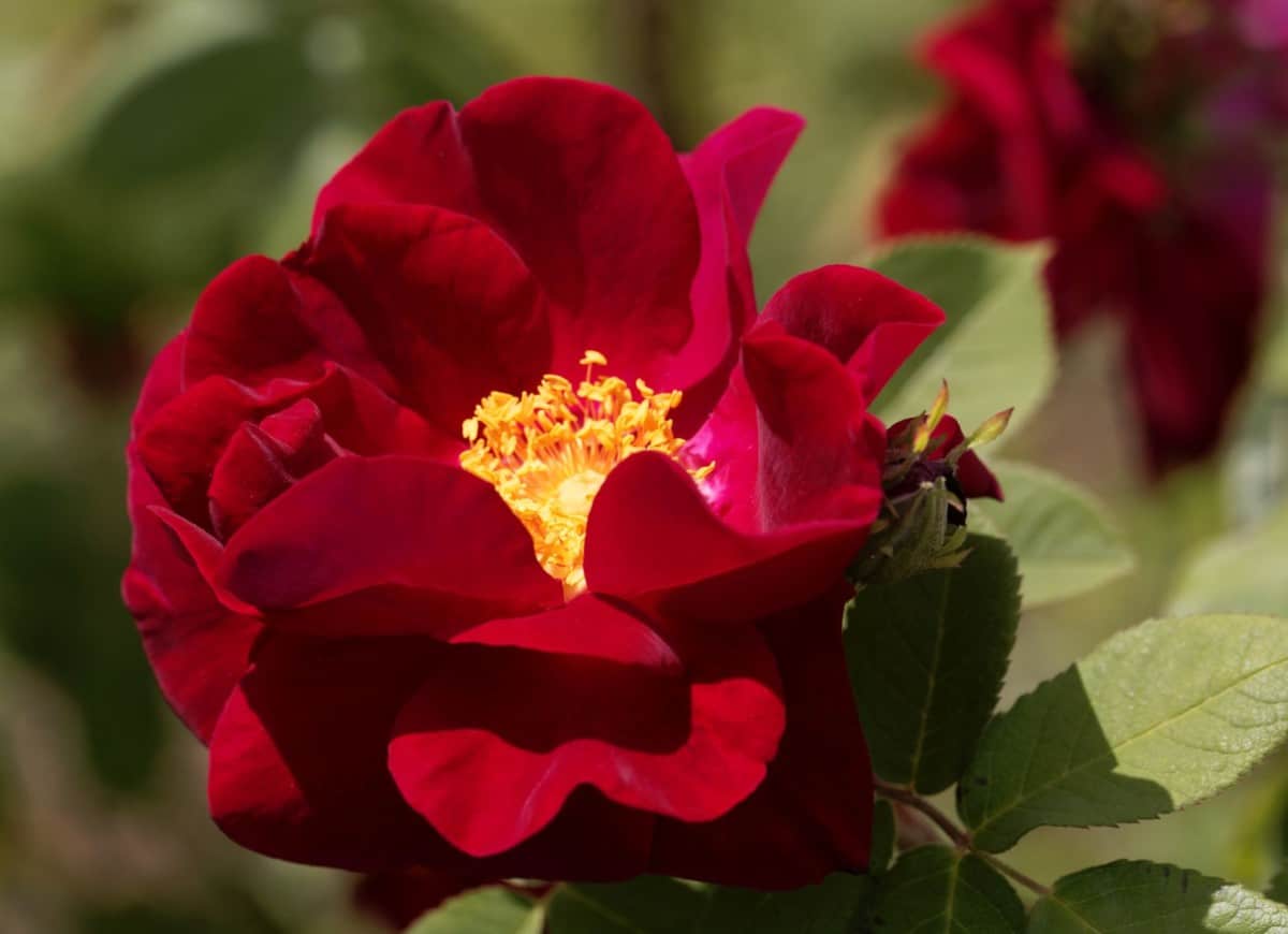 It's a Breeze ground cover roses are a brilliant red.