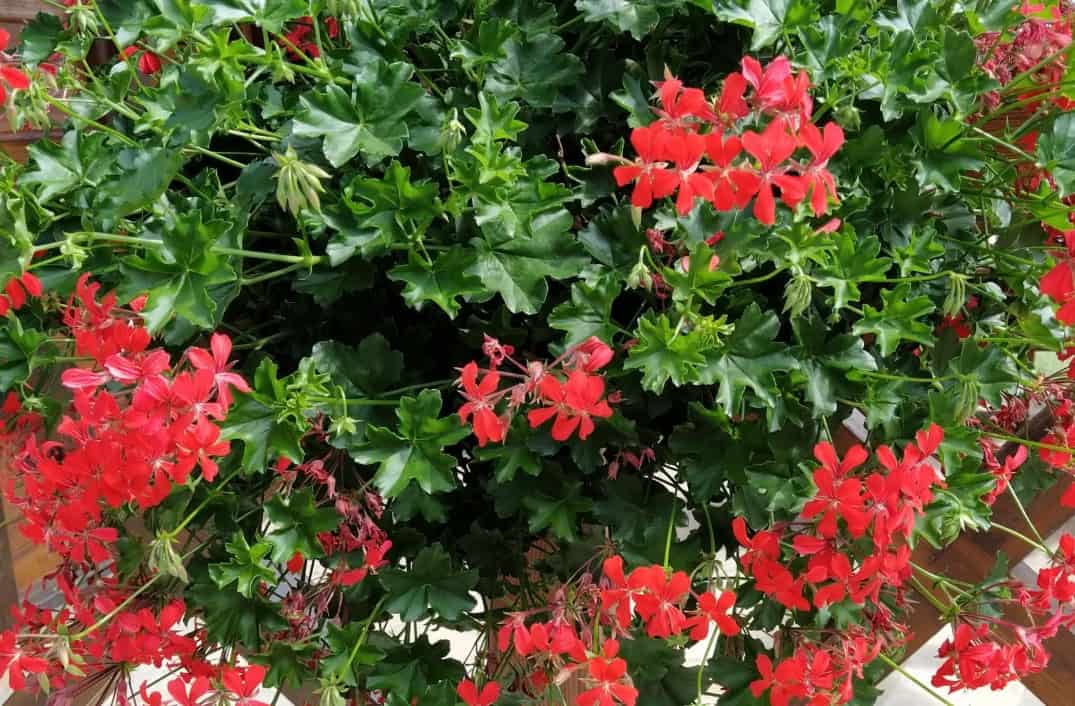 Ivy geraniums are heat and drought tolerant annuals.