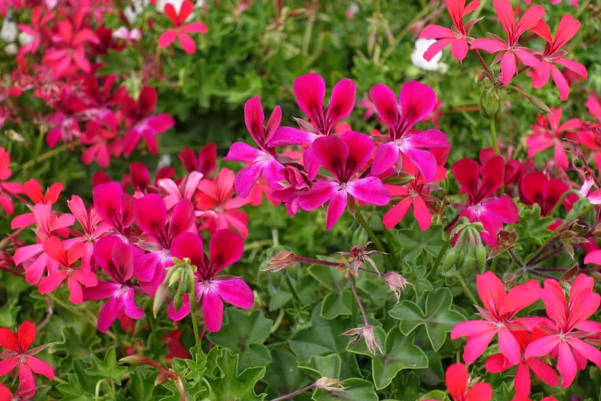 The ivy geranium is a long-blooming annual.