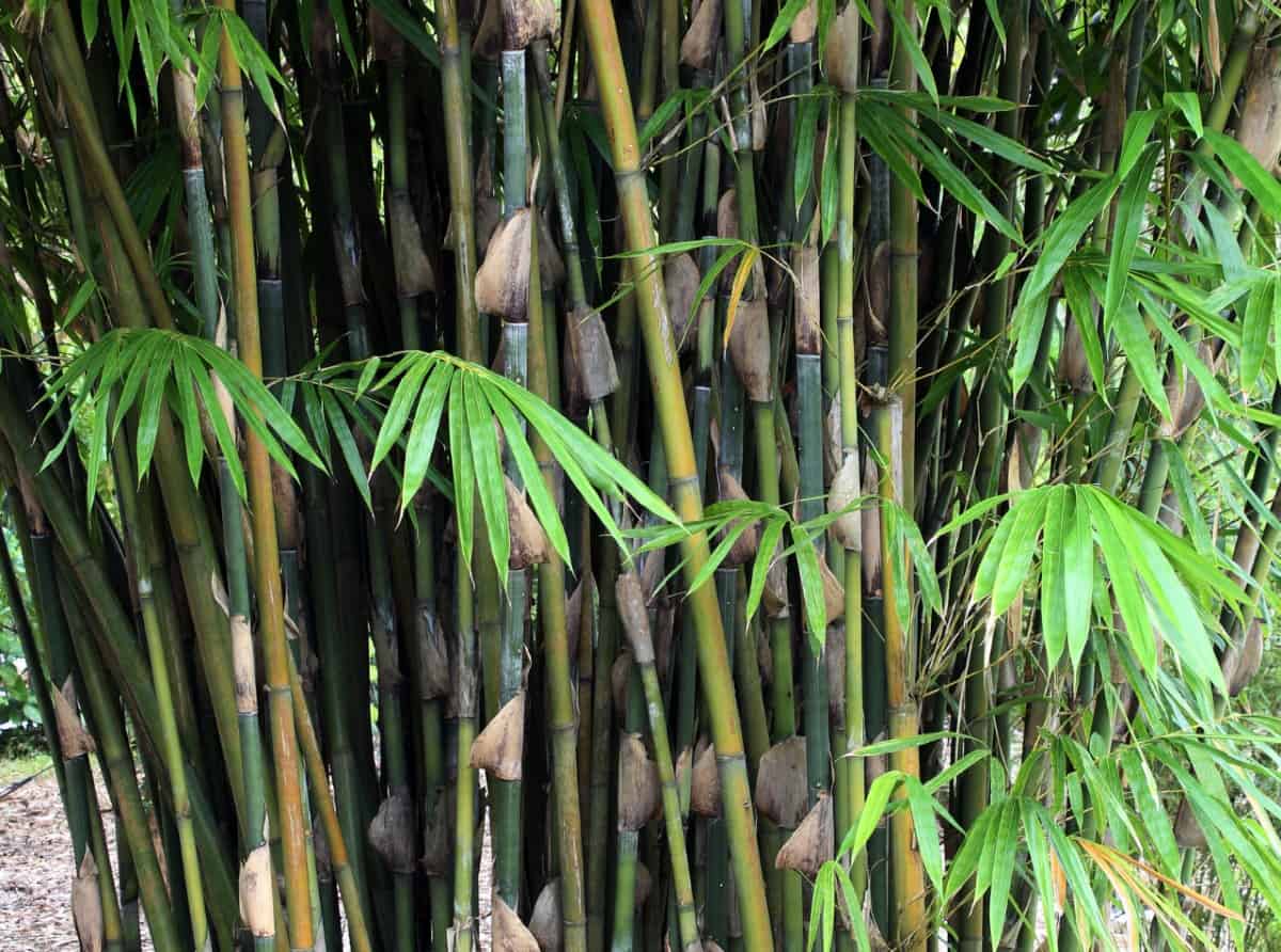 Jaculans bamboo prefers partial to full sun locations.