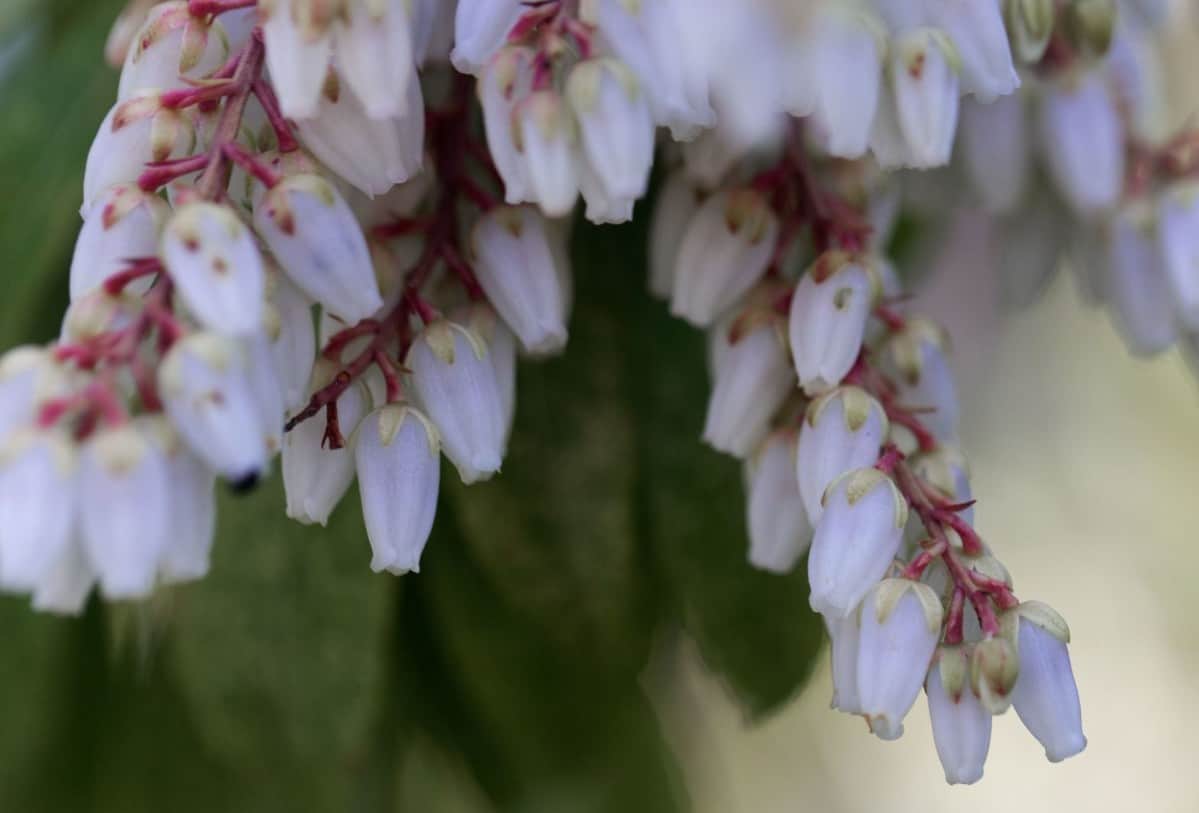 The Japanese andromeda is a shrub that is related to the lily of the valley plant.