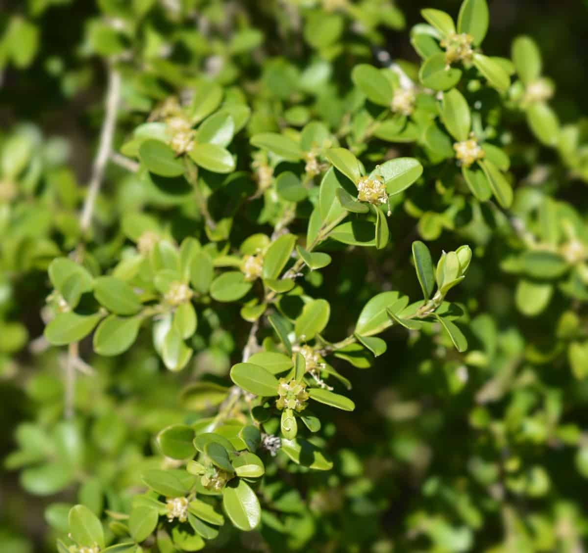 The leaves of the Japanese boxwood turn bronze in winter.