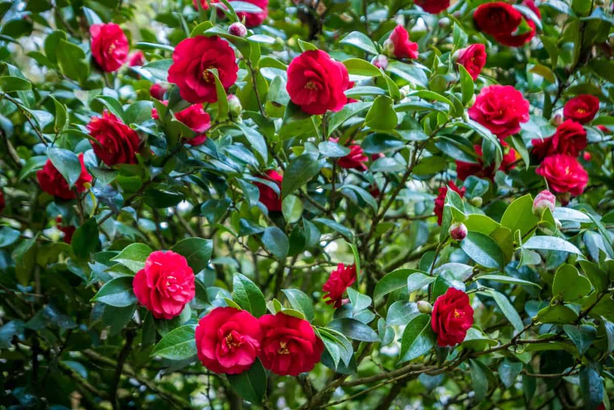 Japanese camellias are fast growing shrubs that prefer shade.