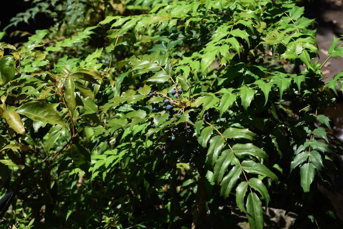 The Japanese mahonia has pretty yellow flowers.