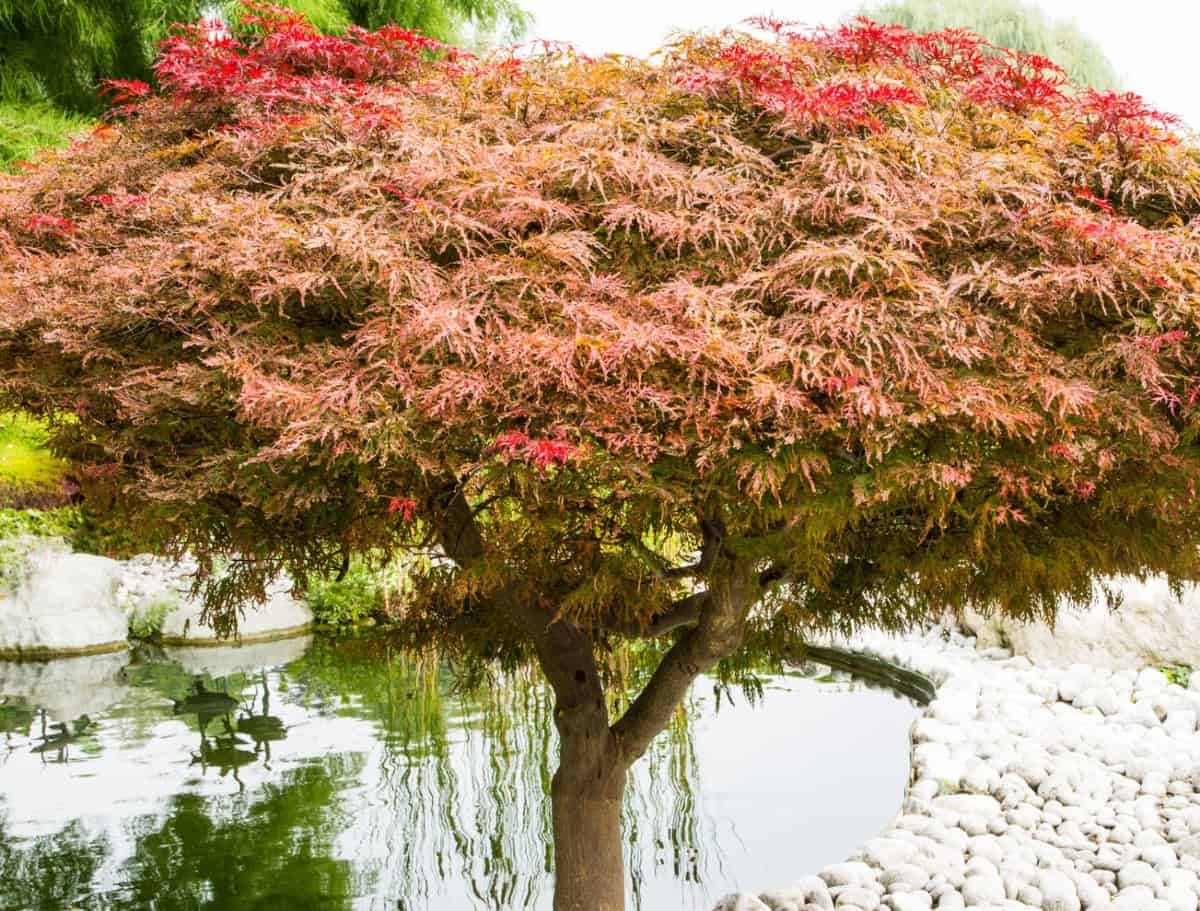 The Japanese maple has brilliant foliage.