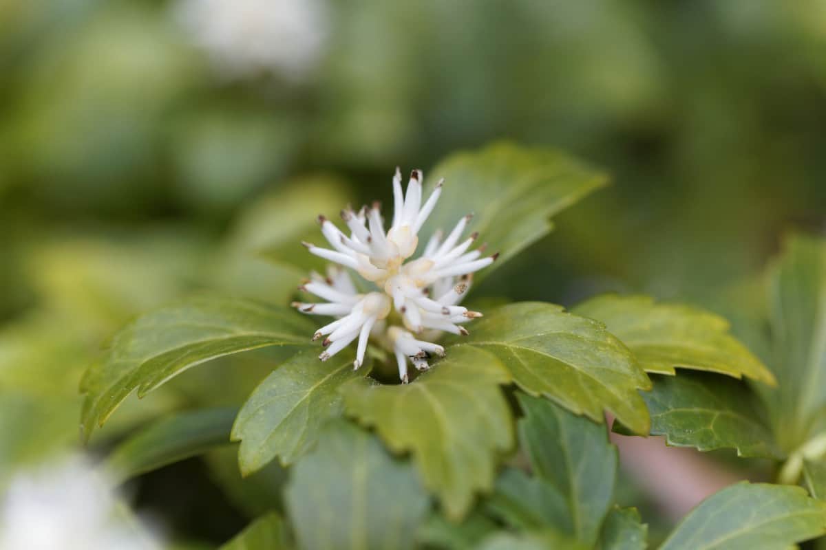 Japanese pachysandra or spurge is an evergreen perennial.