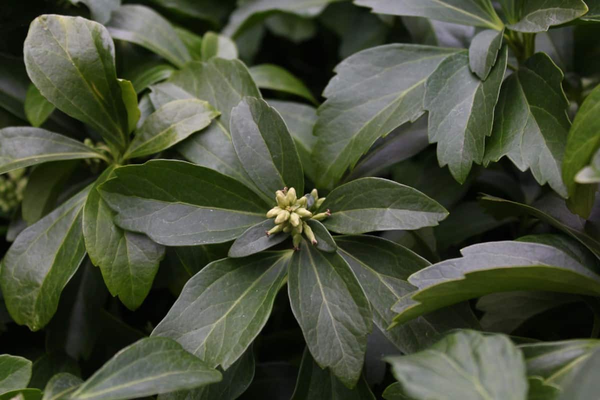 Japanese pachysandra is a low maintenance shrub.