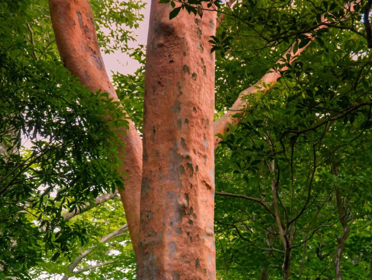 Japanese stewartia has unusually-patterned bark.