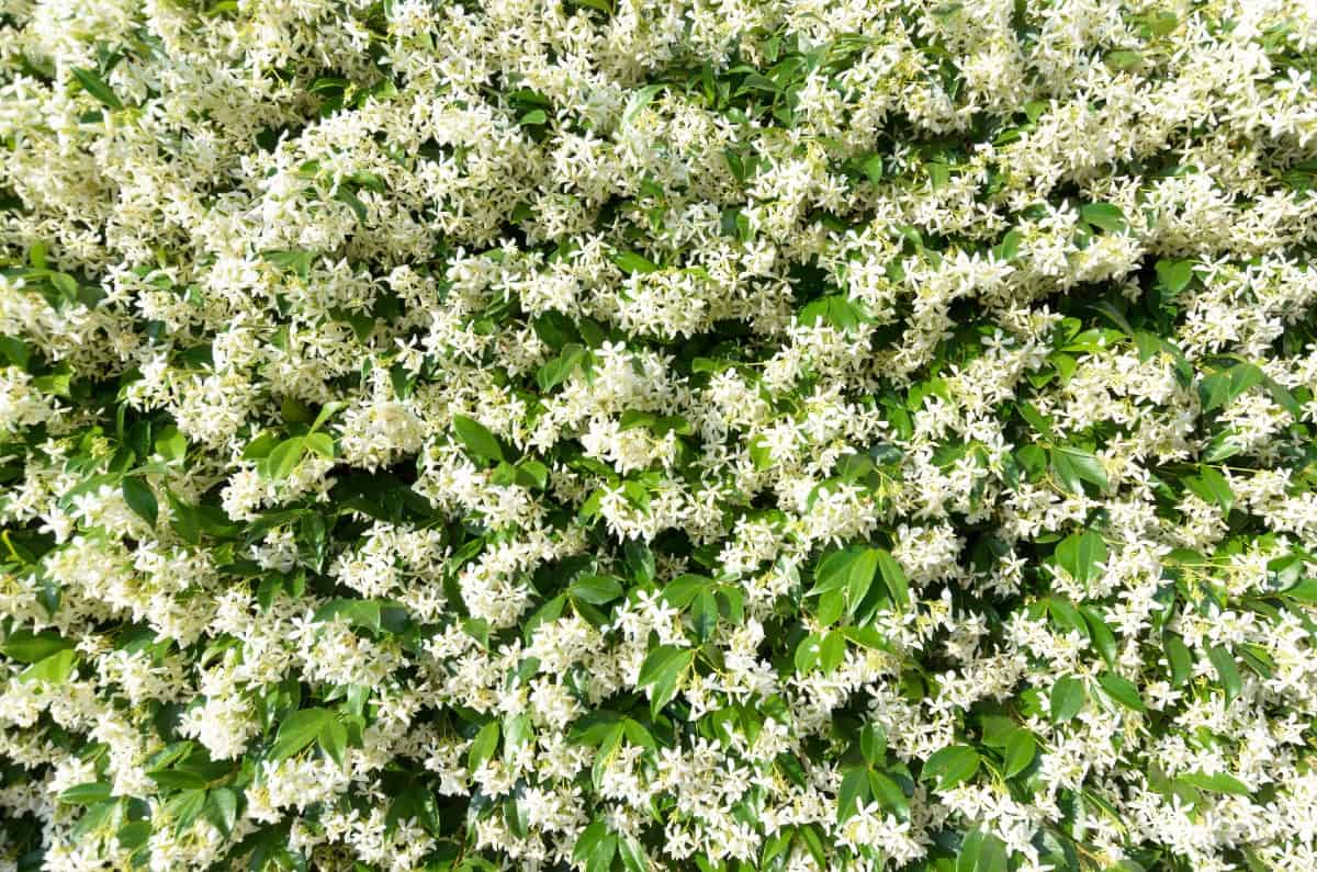 Jasmine has a lovely fragrance.